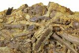 Dinosaur Tendons, Tooth & Gar Scales in Sandstone - Wyoming #370649-1